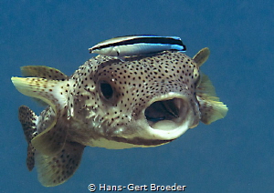 Porcupinefish
Don't eat your cleanerfish by Hans-Gert Broeder 